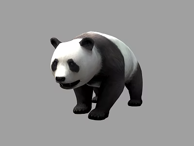 Giant Panda Bear With Black And White Fur Standing On Gray Background 3d model