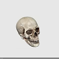 Detailed Human Skull Anatomical Model With Realistic Texture On Dark Background