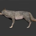 Realistic 3D Wolf Model with Detailed Fur and Natural Standing Posture 3d model