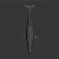 Gray Whale 3D Model With Open Mouth On Dark Reflective Surface 3d model
