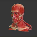 Medical Device Human Head Muscle Anatomical Teaching Model With Detailed Structure