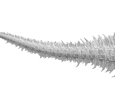 Silver Elongated Spine Like Sculpture With Spiked Structures And Smooth Curved Form 3d model