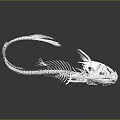 Detailed Fish Skeleton Organ Anatomical Structure 3D Render in White Isolated on Black Background