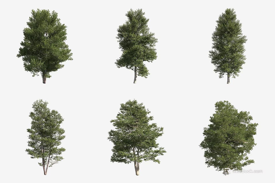 Lush Healthy Trees With Green Foliage And Various Natural Growth Forms 3d model 