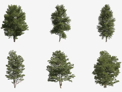 Lush Healthy Trees With Green Foliage And Various Natural Growth Forms 3d model
