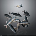School of Silver Blue Fish Swimming in Dynamic Arrangement on Dark Background