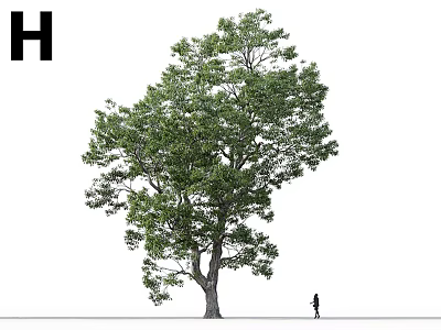 Tall Leafy Arbor With Lush Green Foliage And Person Standing Nearby 3d model