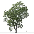 Tall Leafy Arbor With Lush Green Foliage And Person Standing Nearby