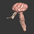 Realistic 3D Medical Model Showing Human Organs and Hair Anatomical Structures