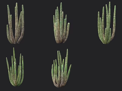 Different Types of Shrubs with Green Stems and Various Growth Forms Displayed 3d model