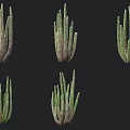 Different Types of Shrubs with Green Stems and Various Growth Forms Displayed