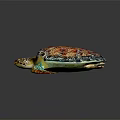 Colorful Sea Turtle With Vibrant Shell And Patterned Flippers On Black Background 3d model