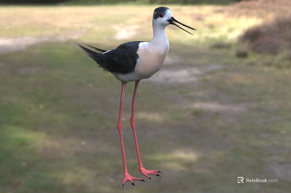 Black and white bird with long red legs and long beak standing on grassy field 3d model 