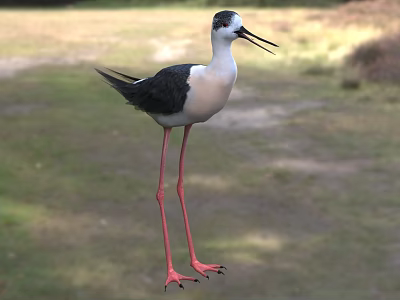Black and white bird with long red legs and long beak standing on grassy field 3d model