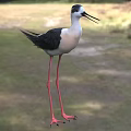 Black and white bird with long red legs and long beak standing on grassy field