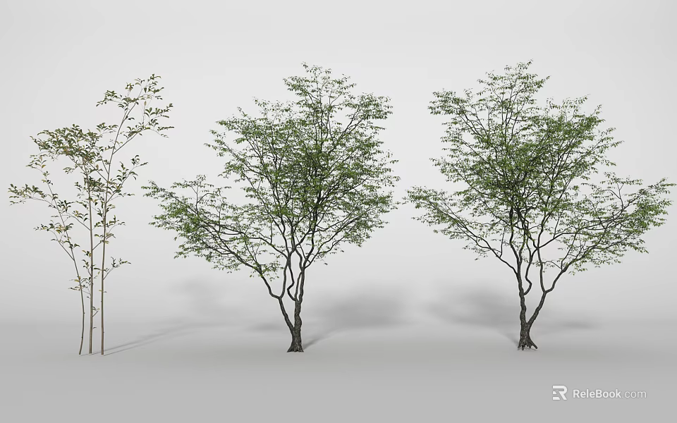 Three Different Trees With Lush Foliage Varying Sizes And Natural Branches 3d model 