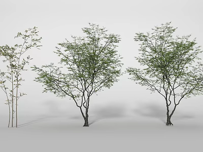 Three Different Trees With Lush Foliage Varying Sizes And Natural Branches 3d model