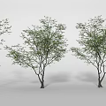 Three Different Trees With Lush Foliage Varying Sizes And Natural Branches