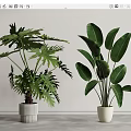 Two Different Potted Plants With Green Leaves In White Pots For Modern Home Decor