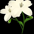 Beautiful White Flowers With Yellow Stamens Green Stems Leaves And Small Buds