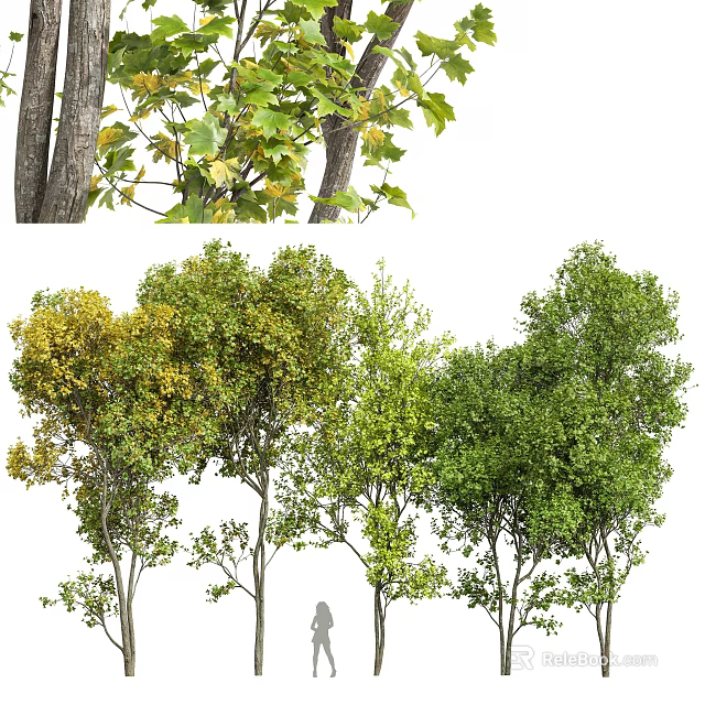Lush Arbor Trees With Various Green And Yellow Leaves In Landscape Design 3d model 