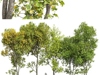 Lush Arbor Trees With Various Green And Yellow Leaves In Landscape Design 3d model