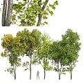 Lush Arbor Trees With Various Green And Yellow Leaves In Landscape Design