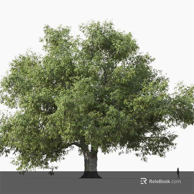 Lush Green Arbor Tree With Tall Trunk And Dense Foliage For Garden Landscaping 3d model 