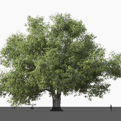 Lush Green Arbor Tree With Tall Trunk And Dense Foliage For Garden Landscaping 3d model