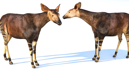 Aokapis 3d model