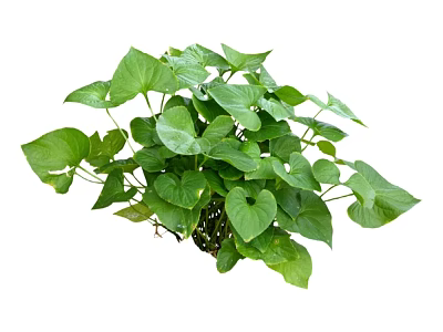 Lush Green Foliage With Heart Shaped Leaves And Vibrant Healthy Growth 3d model