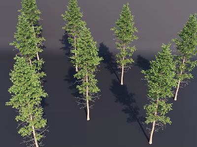 Multiple Tall Green Arbor Trees With Slender Trunks And Lush Foliage 3d model