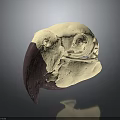 Detailed Animal Skull Featuring Cream And Purple Beak With Skeletal Structure On Dark Background