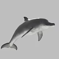 Gray White Streamlined Dolphin Leaping Gracefully with Curved Posture in Marine Habitat