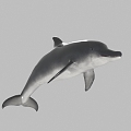 Modern Dolphins 3d model