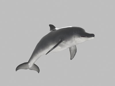 Modern Dolphins 3d model