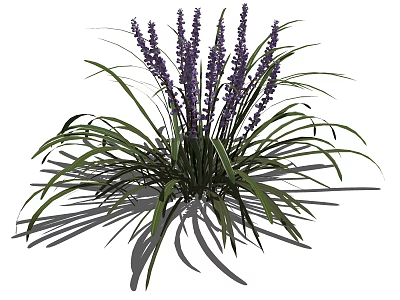 Purple Flowering Ornamental Plant With Long Green Leaves And Lush Foliage 3d model