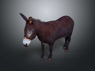 Brown Donkey Standing Against Dark Background With Natural Features 3d model