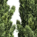 Three Lush Evergreen Trees With Tall Dense Foliage In Garden Landscape Design