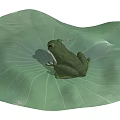 Green Reptile Resting On Large Fresh Lotus Leaf In Natural Habitat