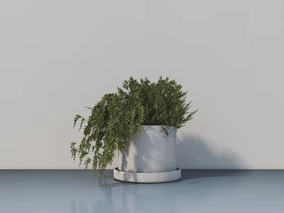 Bonsai Potted Plant With White Concrete Pot And Lush Green Hanging Branches 3d model