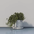 Bonsai Potted Plant With White Concrete Pot And Lush Green Hanging Branches