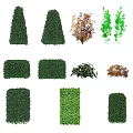 Different Types of Shrubs with Various Shapes and Colors for Garden Landscaping