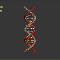 Red DNA Double Helix Structure With Colorful Molecular Components And Reflective Surface 3d model