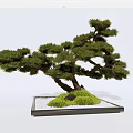 Artistic Bonsai Plant with Curved Trunk Green Foliage and Stone in Square Tray