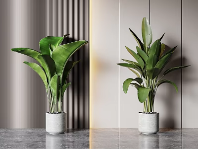 Indoor Potted Plants With Large Green Leaves In Gray Planters Against Vertical Striped Walls 3d model