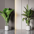 Indoor Potted Plants With Large Green Leaves In Gray Planters Against Vertical Striped Walls