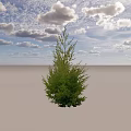 Lush Green Upright Evergreen Arbor With Dense Foliage For Garden Landscaping Design