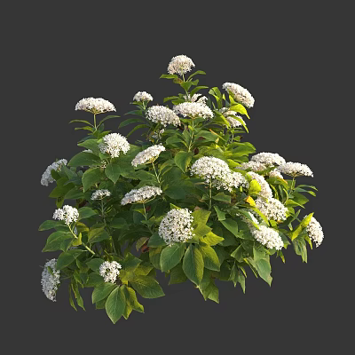 Lush Flowering Shrub With Abundant White Small Flowers And Green Leaves 3d model