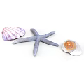 Organ And Hair Biological Specimens For Educational Biological Study